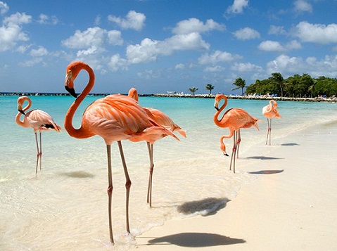 Фламинго острова Бонэйр