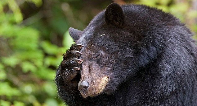 В Украине цирковой медведь напал на зрителей